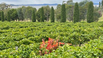 Lerida Estate vineyards