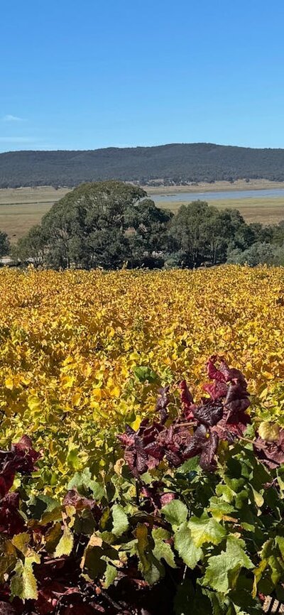 Autumn vineyards Beautiful autumn vine leaves