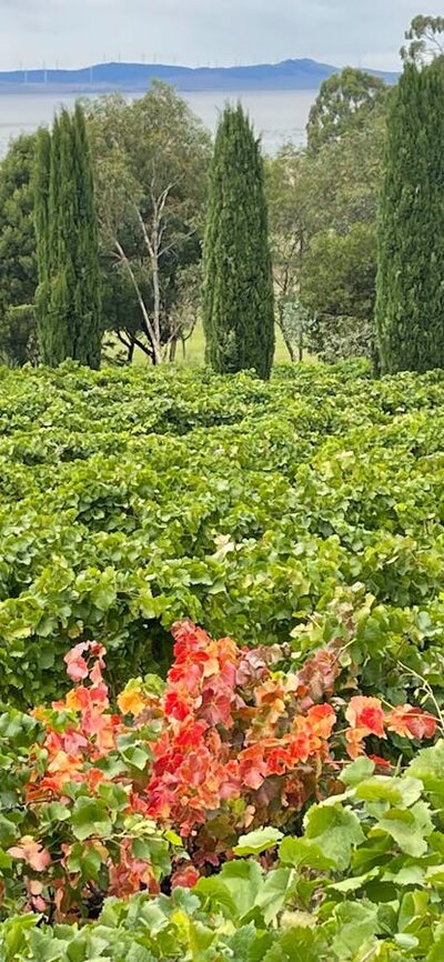 Vineyards at Lake George Lerida Estate vineyards