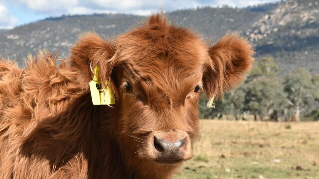 Highland Cow Highland cow close up