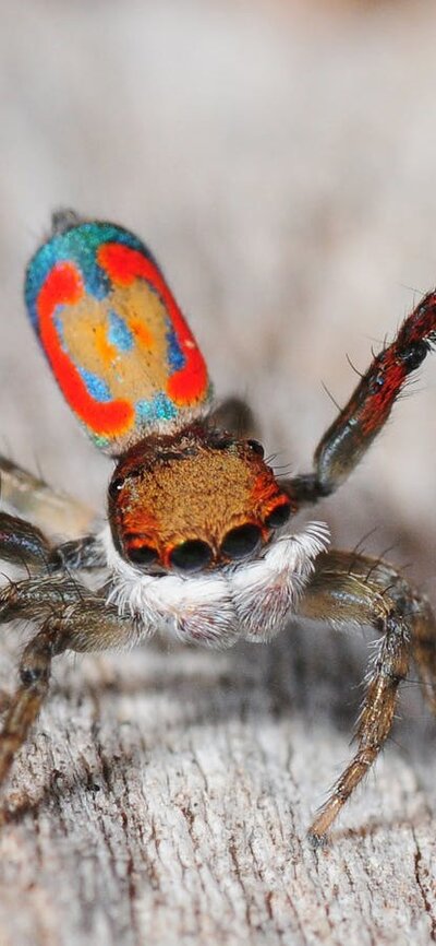 Spiders at Jerrabomberra Wetlands