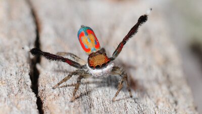 Spiders at Jerrabomberra Wetlands