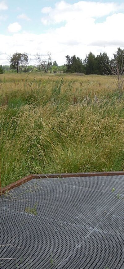 Jerrabomberra Wetlands Boardwalk Kelly's Swamp