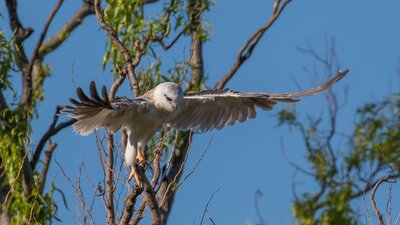 Birds at Jerrabomberra Wetlands