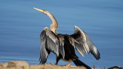 Australian Darter at Jerrabomberra Wetlands