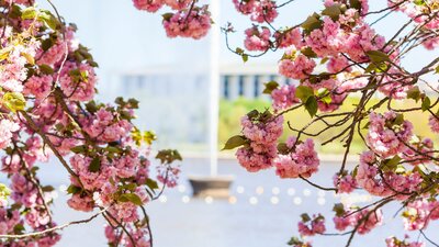 The Captain Cook Memorial Jet framed by spring blossoms