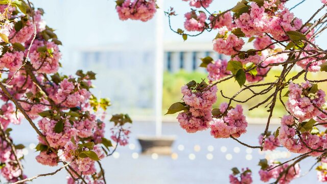 Cruise past the Captain Cook Memorial Jet and the National Library of Australia The Captain Cook Memorial Jet framed by spring blossoms