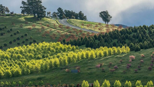 Forests of trees on hills Forests of trees on hills