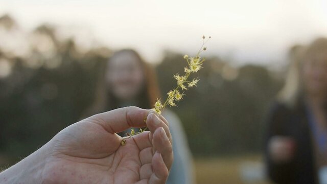 Noticing details in nature Close up shot of hand holding wattle sprig with two people in background looking on