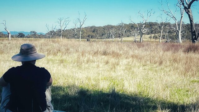 Recharge in nagtire at Mulligans Flat Woman sitting in native grasslands contemplating trees in distance