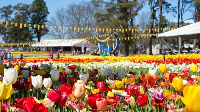 Floriade - the largest flower festival in the southern hemisphere People walking amongst beds of multi coloured tulips