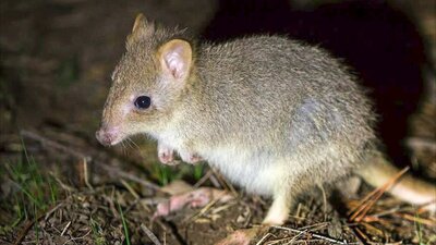 An eastern bettong