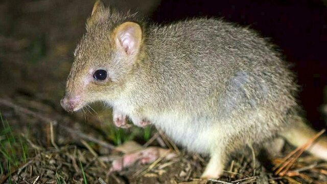 An Eastern Bettong one of ‘nature’s engineers’ An eastern bettong