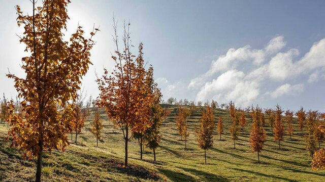 Poetry of Autumn - Long Forest Walk Image of trees on grass hill, leaves have autumn colours, trees are backlit by sun and blue sky.