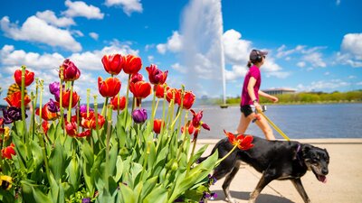 A woman walks past the jet with her dog on a leashh