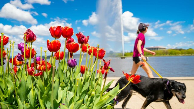 Floriade Planter Boxes A woman walks past the jet with her dog on a leashh