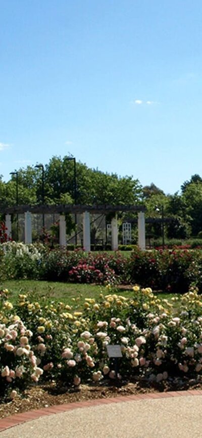 Broinowski Garden