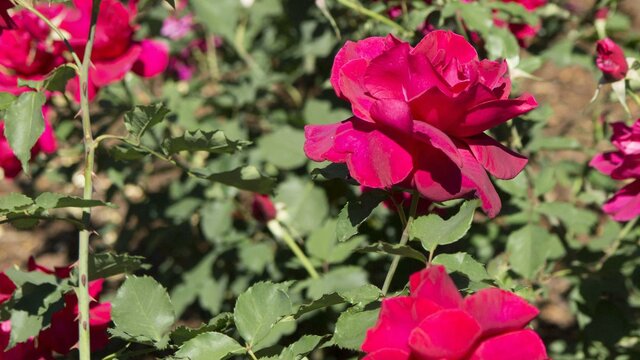 Old Parliament House Gardens Roses