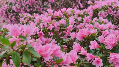 Kurume Azaleas seen on tours of Weston Park