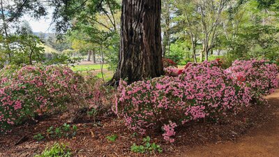 Japanese kurume azaleas under Californian Redwood