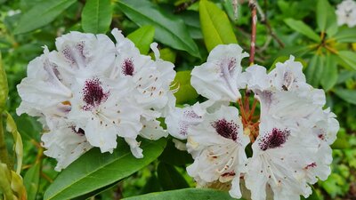 One of eth many rhododendrons in flower in October each year