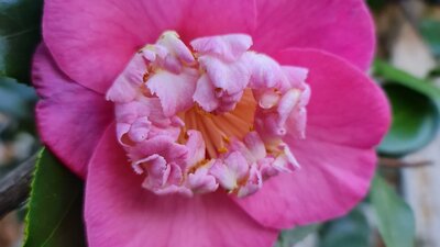 One of the many unsual camellias to be discovered