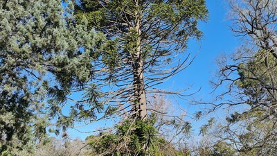 Araucaria bidwilli story is featured on teh tour