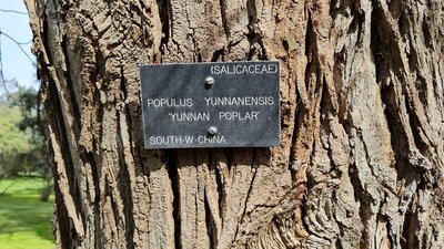 Yunnan poplar planted 1920s
