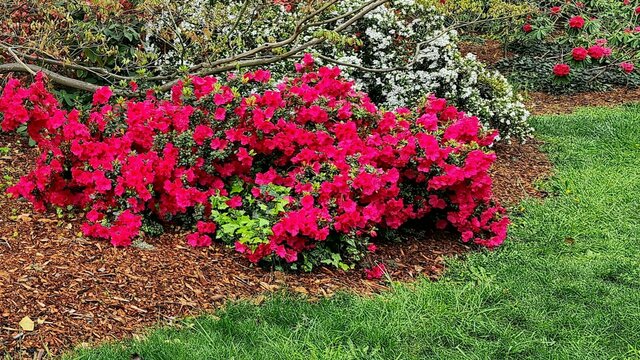 Azaleas in Flower in Spring English Garden spring colour