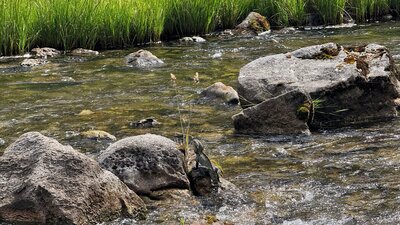 A water dragon standing on a rock in a rive with some green grass behind.