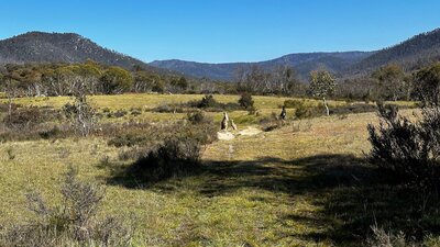 A couple of kangaroos in a wide, open valley.