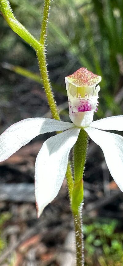 A white flower in some green bushes