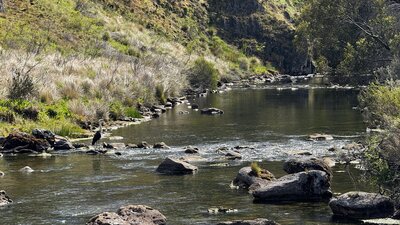 A water bird standing on a rock in the middle of a river.