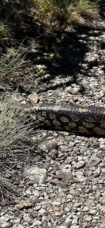 A couple of bob tailed lizards crossing a gravel road.