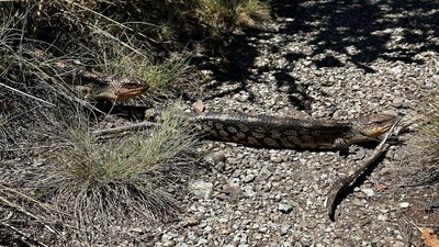 A couple of bob tailed lizards crossing a gravel road.