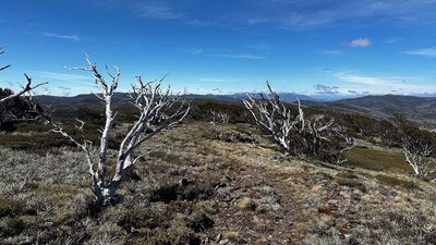 Snow gums scattered across the rolling landscape.