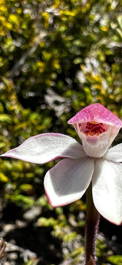 A pink and white flower surrounded by scrub.