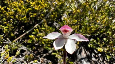 A pink and white flower surrounded by scrub.