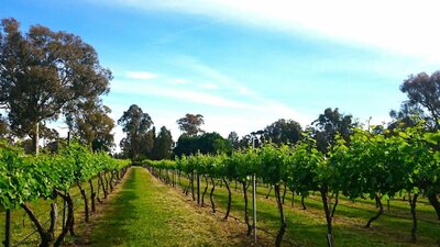 vineyard vineyard