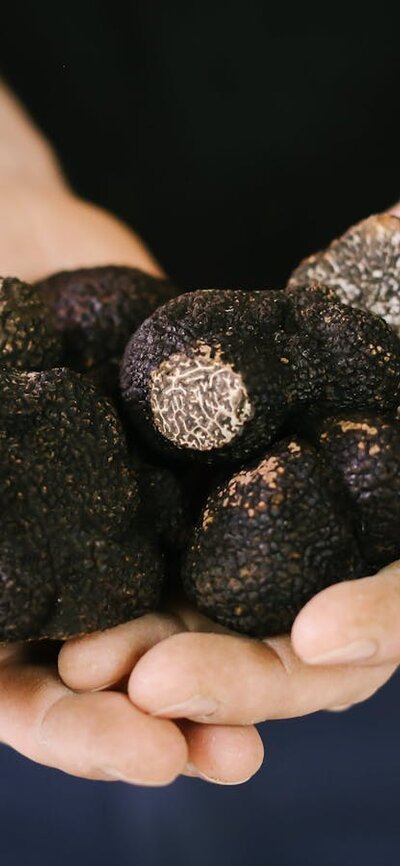 Farmer with handful of large truffles