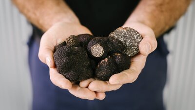 Farmer with handful of large truffles