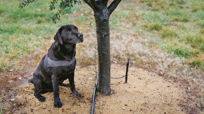 Dog sitting next to a truffle tree