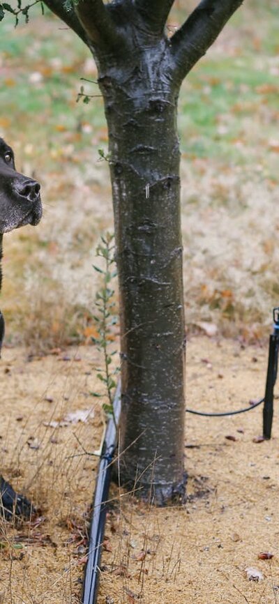 Dog sitting next to a truffle tree