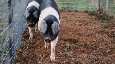 Pigs in an enclosure