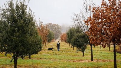 Farmer and his dog amongst misty oak trees