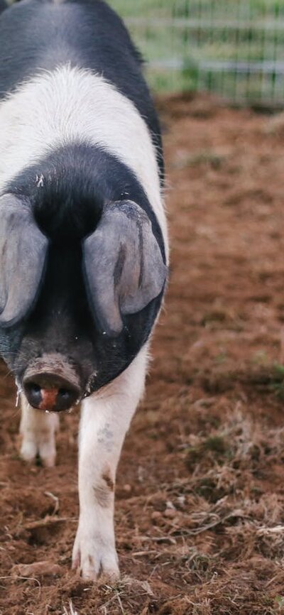 Pigs in an enclosure