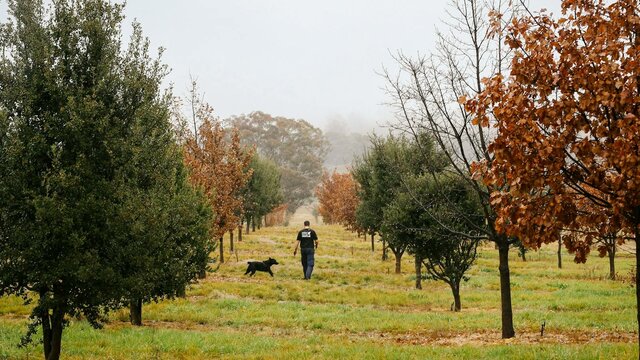 Jayson with Samson Farmer and his dog amongst misty oak trees