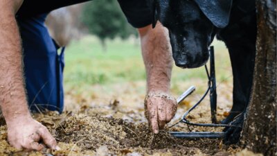 Farmer and his dog finding truffle under a tree