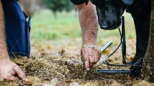 Dig for truffle Farmer and his dog finding truffle under a tree