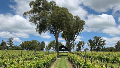Four winds winery vineyard with gumtree